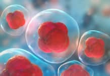 Invisible Pluripotent Stem Cells Created With CRISPR-Cas9 Gene Editing Invisible Pluripotent Stem Cells Created With CRISPR-Cas9 Gene Editing