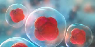 Invisible Pluripotent Stem Cells Created With CRISPR-Cas9 Gene Editing