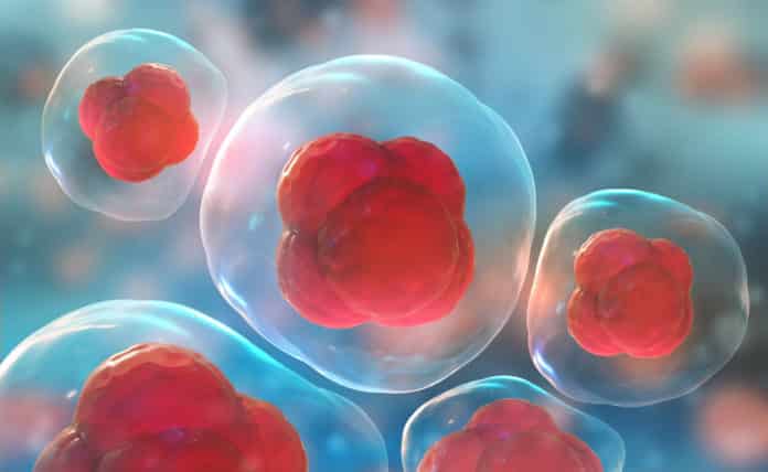 Invisible Pluripotent Stem Cells Created With CRISPR-Cas9 Gene Editing