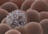 100% Effective Cure For Cancer By "MuTaTo" Claims Israeli Scientists