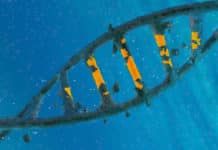 First CRISPR Patent in U.S Goes To MilliporeSigma First CRISPR Patent in U.S Goes To MilliporeSigma