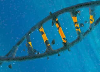 First CRISPR Patent in U.S Goes To MilliporeSigma