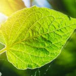 21 New Genes Discovered That Regulate Photosynthesis