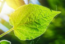 21 New Genes Discovered That Regulate Photosynthesis 21 New Genes Discovered That Regulate Photosynthesis