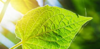 21 New Genes Discovered That Regulate Photosynthesis