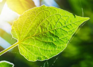 21 New Genes Discovered That Regulate Photosynthesis