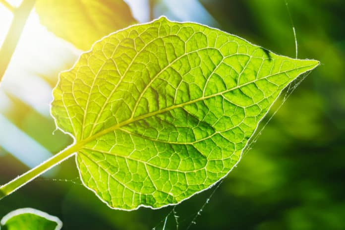 21 New Genes Discovered That Regulate Photosynthesis