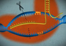 Beam Therapeutics – Gene Editing Startup Bags $135M in Series B top-up Beam Therapeutics - Gene Editing Startup Bags $135M