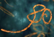 Biomechanism Of How Ebola Attaches To Host Cells Discovered Biomechanism Of How Ebola Attaches To Host Cells Discovered