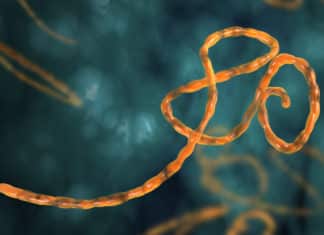 Biomechanism Of How Ebola Attaches To Host Cells Discovered