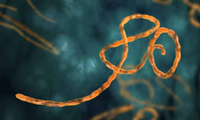 Biomechanism Of How Ebola Attaches To Host Cells Discovered