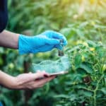 Boyce Thompson Institute launches Plant Genome Editing Database