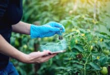 Boyce Thompson Institute launches Plant Genome Editing Database Boyce Thompson Institute launches Plant Genome Editing Database