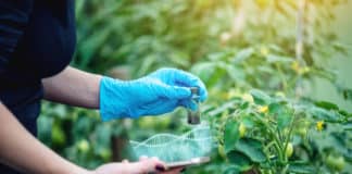 Boyce Thompson Institute launches Plant Genome Editing Database