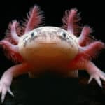 Genetic Switch For Organ Regeneration Discovered