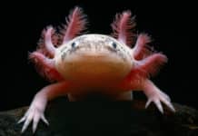 Genetic Switch For Organ Regeneration Discovered By Scientists Genetic Switch For Organ Regeneration Discovered