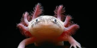 Genetic Switch For Organ Regeneration Discovered
