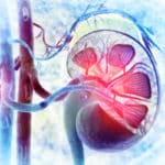 Mini-Kidney Developed From Urine Cells By Utrecht Researchers