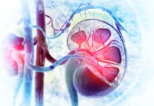 Mini-Kidney Developed From Urine Cells By Utrecht Researchers Mini-Kidney Developed From Urine Cells By Utrecht Researchers