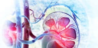 Mini-Kidney Developed From Urine Cells By Utrecht Researchers