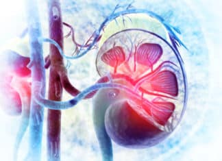 Mini-Kidney Developed From Urine Cells By Utrecht Researchers