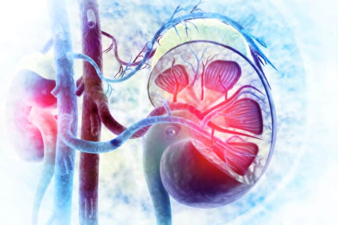 Mini-Kidney Developed From Urine Cells By Utrecht Researchers