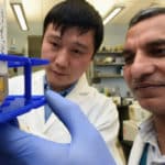 Pathway That Helps Us Make Antibodies Explained By Scientists