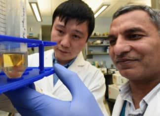 Pathway That Helps Us Make Antibodies Explained By Scientists