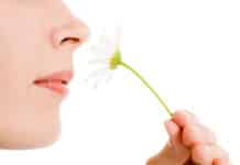 Stem Cells May Help Restoring Sense of Smell – Tufts University Research Stem Cells May Help Restoring Sense of Smell - Tufts University