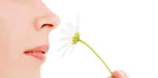 Stem Cells May Help Restoring Sense of Smell - Tufts University