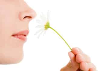 Stem Cells May Help Restoring Sense of Smell - Tufts University