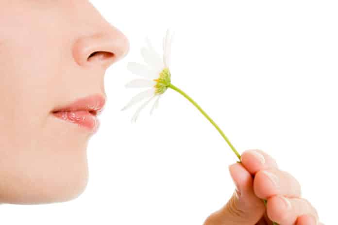 Stem Cells May Help Restoring Sense of Smell - Tufts University