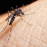 Zika Virus Genetic Study To Fast Track Vaccine Research