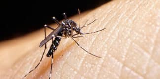 Zika Virus Genetic Study To Fast Track Vaccine Research