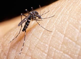 Zika Virus Genetic Study To Fast Track Vaccine Research