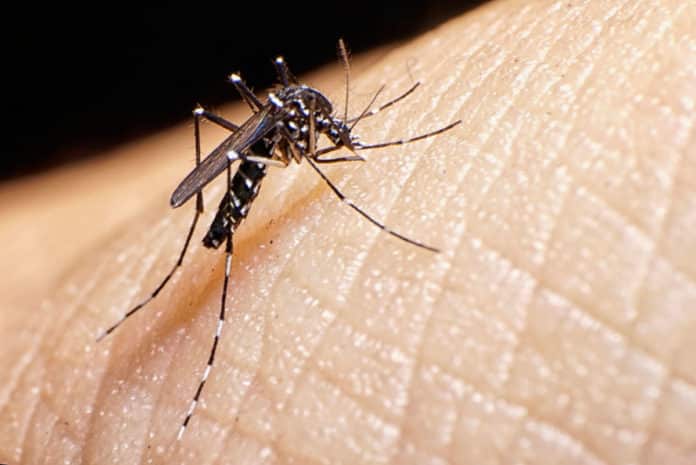 Zika Virus Genetic Study To Fast Track Vaccine Research