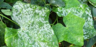 Breakthrough Discovery To Fight Diseases In Plants