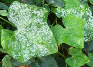 Breakthrough Discovery To Fight Diseases In Plants