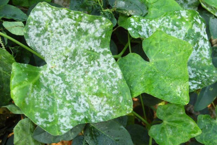 Breakthrough Discovery To Fight Diseases In Plants