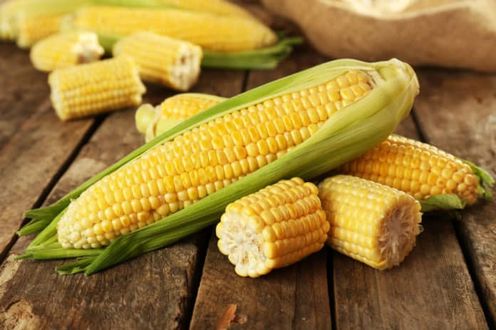 Pollen Carrying CRISPR - Tool For Production Of Better Crops