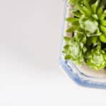 Daily Used Enzymes Can Now Be Grown In Plants