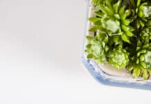 Daily Used Enzymes Can Now Be Grown In Plants Daily Used Enzymes Can Now Be Grown In Plants