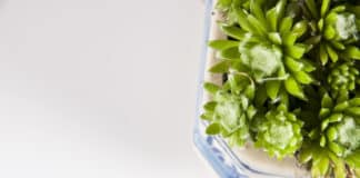 Daily Used Enzymes Can Now Be Grown In Plants