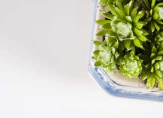 Daily Used Enzymes Can Now Be Grown In Plants