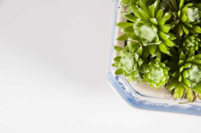 Daily Used Enzymes Can Now Be Grown In Plants