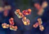 Edible Antibodies For Treating Gastrointestinal Disorders Edible Antibodies For Treating Gastrointestinal Disorders