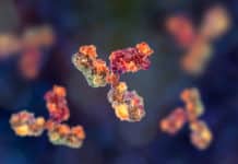 Edible Antibodies For Treating Gastrointestinal Disorders Edible Antibodies For Treating Gastrointestinal Disorders