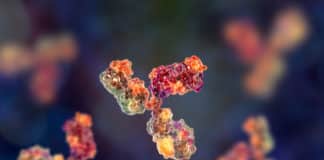 Edible Antibodies For Treating Gastrointestinal Disorders