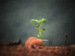 ICRISAT Latest Scientific Officer Jobs