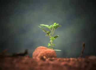 ICRISAT Latest Scientific Officer Jobs